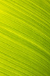 banana leaf green floral natural background banana leaf green floral natural background