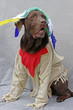 als Indianer verkleideter Labrador