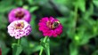 humble-bee