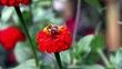 humble-bee