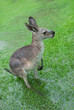 Photo: Soaked Kangaroo With Barely Visible Feet Soaked Kangaroo With Barely Visible Feet