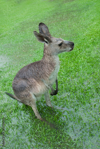Photo: Soaked Kangaroo With Barely Visible Feet Soaked Kangaroo With Barely Visible Feet
