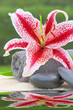 Wellness,Lilium