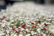 Blumenwiese