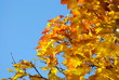 Herbst
