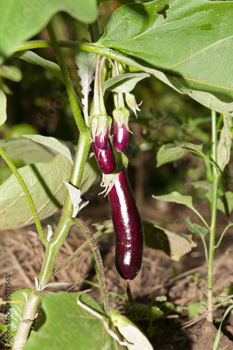 Photo: Young Eggplants on the Plant Young Eggplants on the Plant