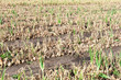 Foto: Field Of Onion Field Of Onion