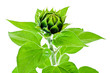 growing sunflower
