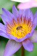 Bees in Lotus Flower