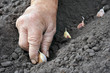 planting the garlic