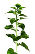sunflower plant