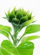 sunflower bud