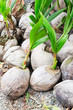 Coconut seeding