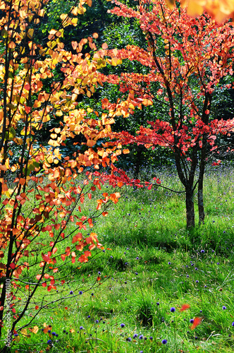 Photo: summer colours summer colours