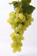 fresh grape fruits with green leaves on white background