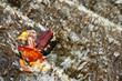 leaves in water