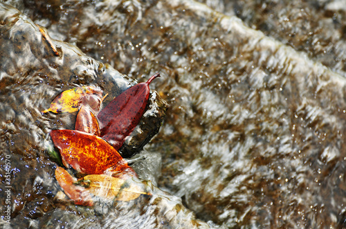 Photo: leaves in water leaves in water