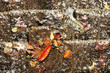 draining leaves