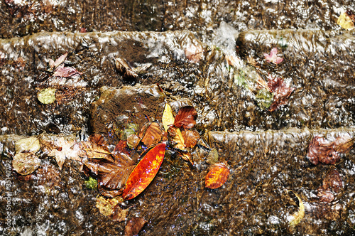 Photo: draining leaves draining leaves