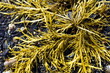 Brown algae, fucus
