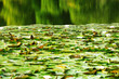 green lilly pads