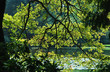 sunlit branches