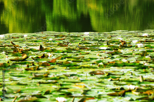 Photo: green lilly pads green lilly pads