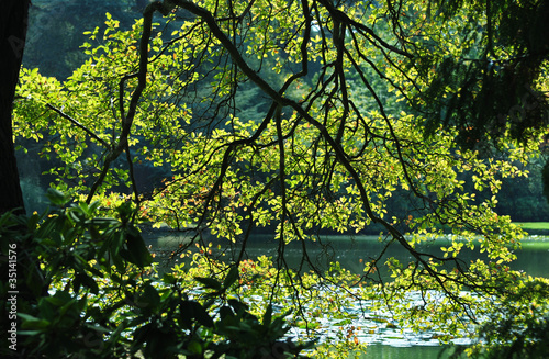 Photo: sunlit branches sunlit branches