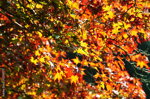 Foto: sunlit autumn leaves sunlit autumn leaves