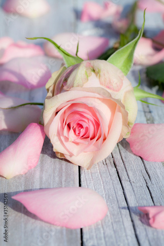 Foto: Rose mit Rosenblättern Rose mit Rosenblättern