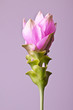 Foto: Curcuma Curcuma