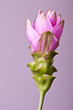 Foto: Curcuma Curcuma