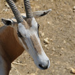 Animaux Cerza