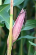 Photo: corn cob corn cob