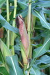 Photo: corn cob corn cob