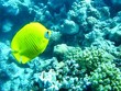 Two blue-cheek butterfly fish underwater Two blue-cheek butterfly fish underwater