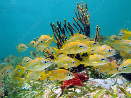 Photo: French grunt fish and starfish French grunt fish and starfish