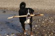 hund im wasser