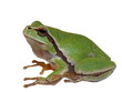 European tree frog isolated on white background, Hyla arborea