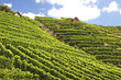 Weinberg Bad Cannstatt