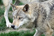 Foto: 1109021 - Wolf 1109021 - Wolf