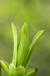 young leaves