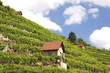 Weinberg Bad Cannstatt
