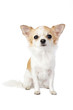 pretty Chihuahua dog portrait isolated on white