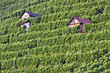 Weinberg Bad Cannstatt