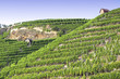 Weinberg Bad Cannstatt