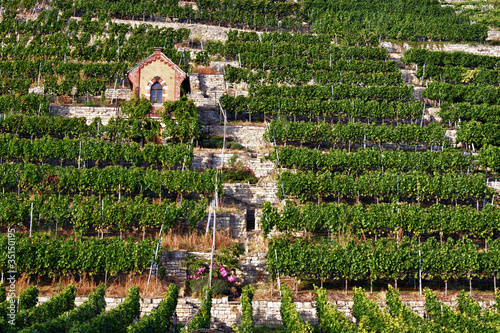 Foto: Weinberg Bad Cannstatt Weinberg Bad Cannstatt
