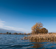 Flood in autumn. Flooded field of corn in Slovenia. Flood in autumn. Flooded field of corn in Slovenia.