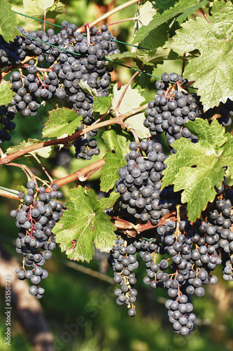 Foto: Weinberg Bad Cannstatt Weinberg Bad Cannstatt
