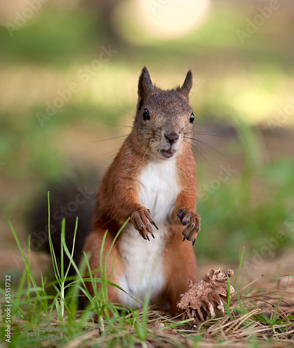 Foto: Red squirrel Red squirrel